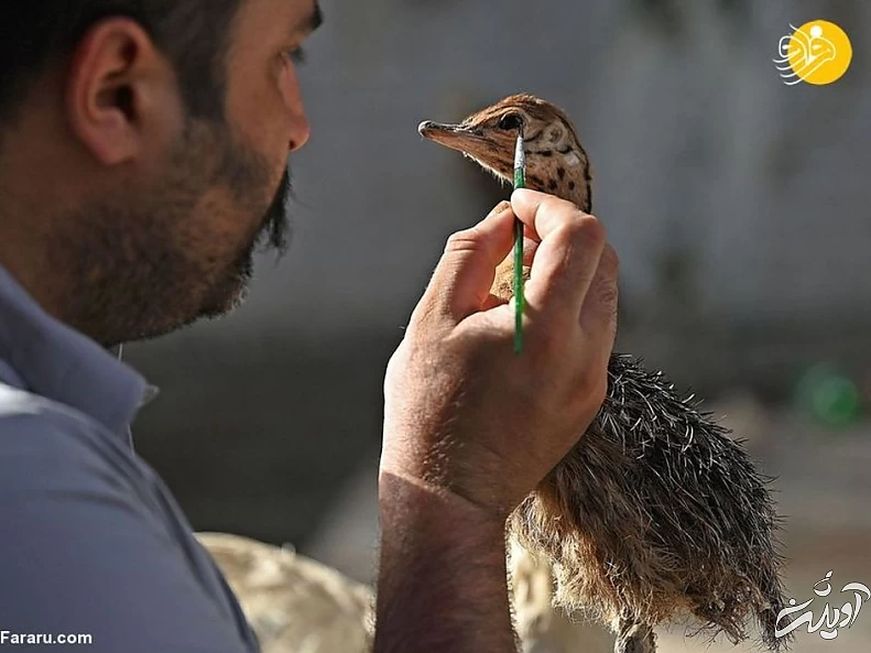 (تصاویر) تاکسیدرمی حیوانات خانگی پس از مرگ